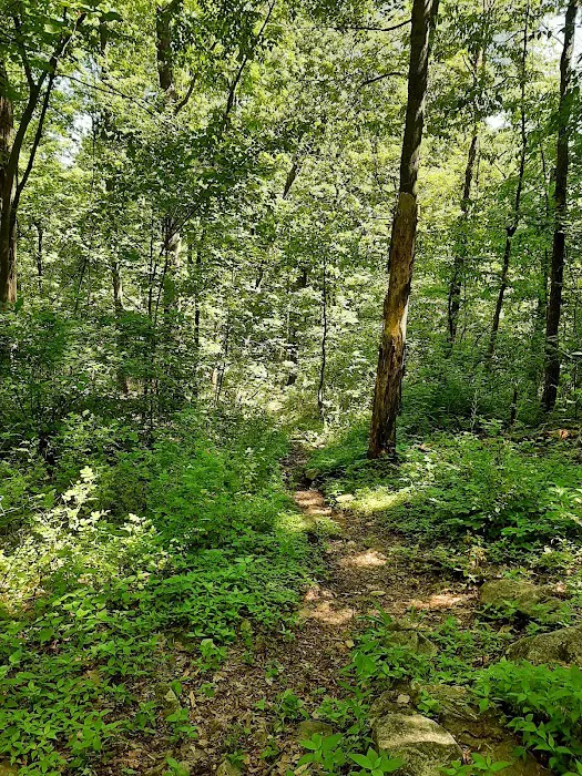 Camp Swatara Picture 3