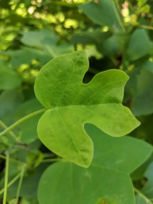 French Creek State Park Campground Loop A Picture 3