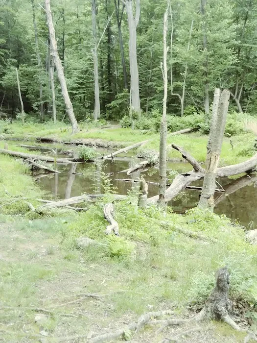 French Creek State Park Campground Loop A Picture 8