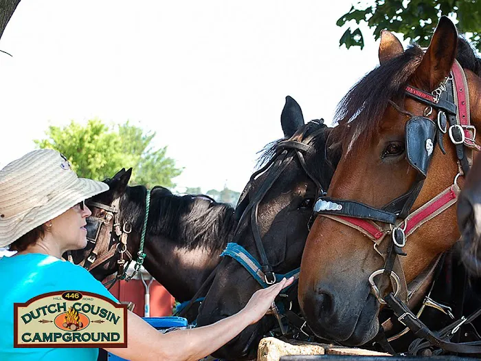 Dutch Cousin Campground Picture 3