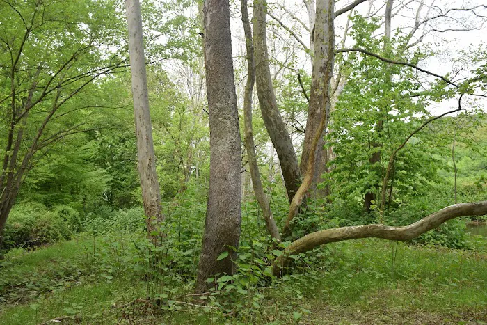 Peyper Fields Creekside Camp Picture 7