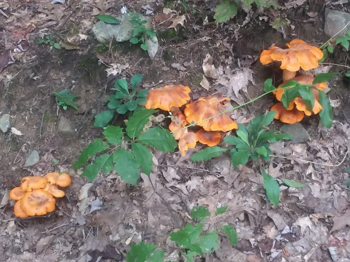 Aspen Campground Picture 1