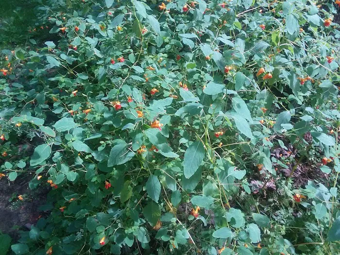 Aspen Campground Picture 7