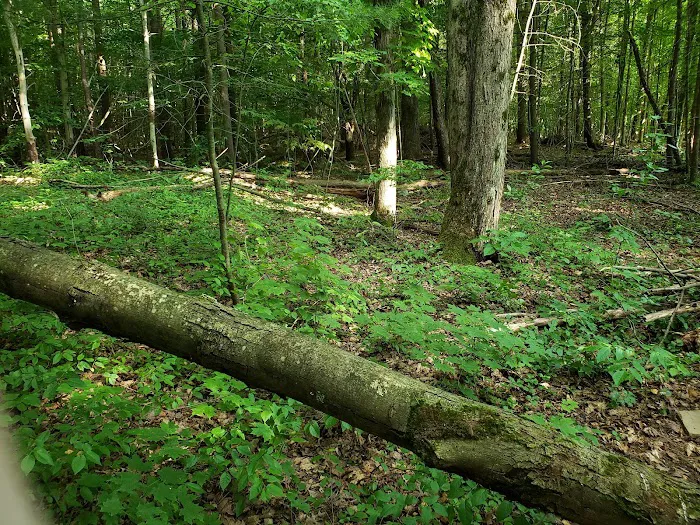 Fort Danby Picture 2