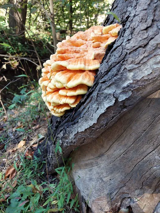 World's End State Park Family Campground Picture 9