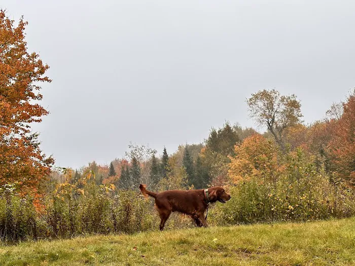 Savoy Mountain State Forest Campground Picture 5