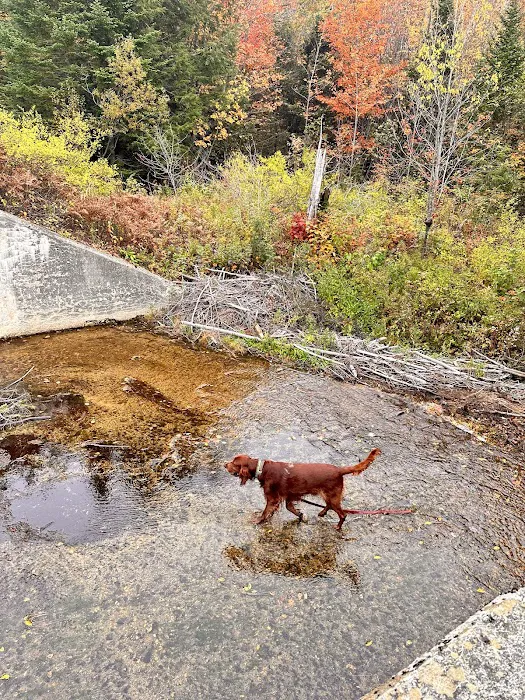 Savoy Mountain State Forest Campground Picture 1