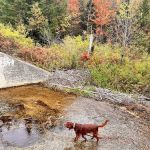 Savoy Mountain State Forest Campground