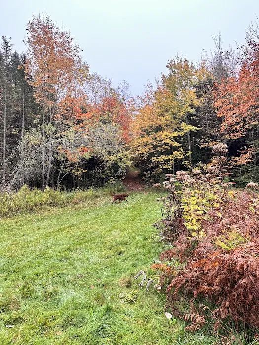 Savoy Mountain State Forest Campground Picture 6