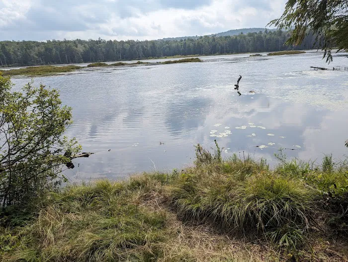 Savoy Mountain State Forest Campground Picture 2