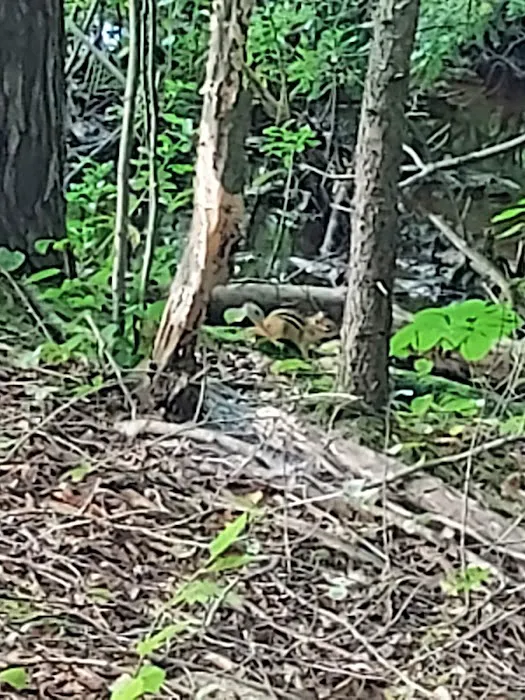 White Birch Campground Picture 7