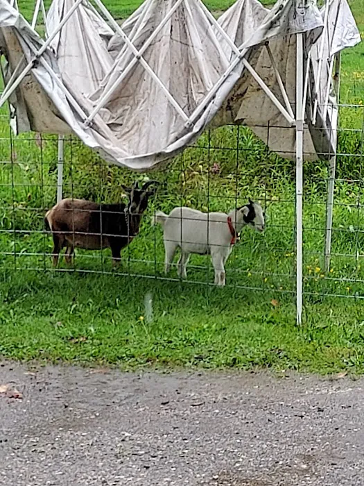 White Birch Campground Picture 6