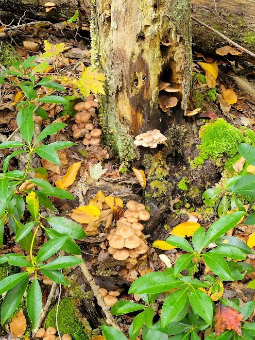 Devil’s Hopyard State Park Campground Picture 4