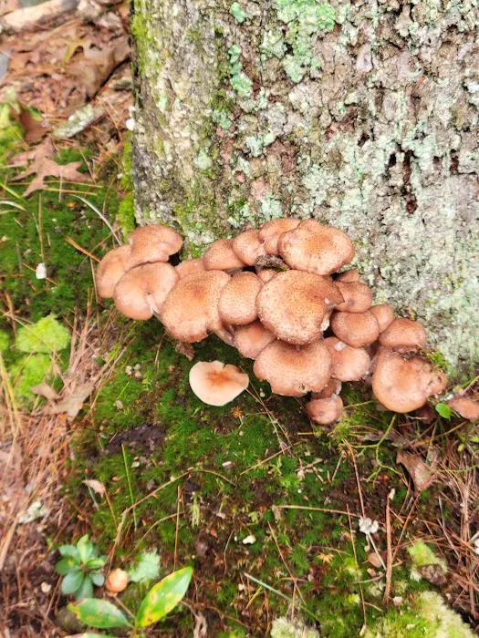 Devil’s Hopyard State Park Campground Picture 8