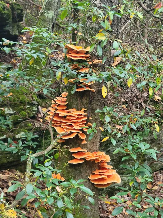 Devil’s Hopyard State Park Campground Picture 2