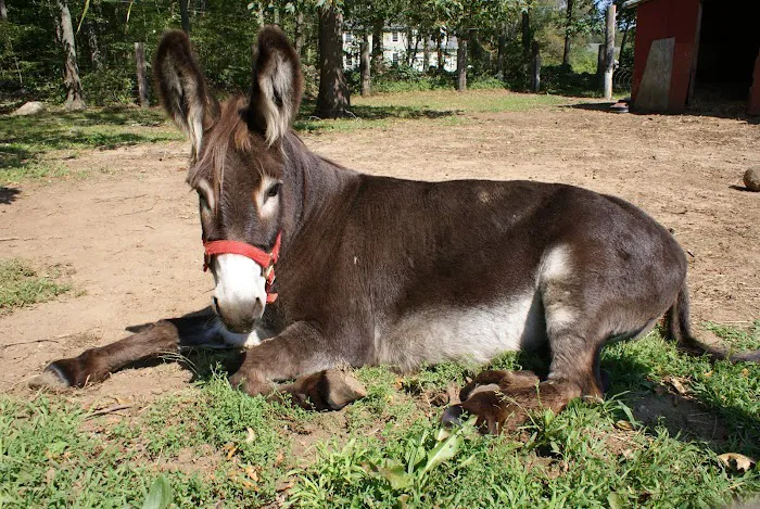 Salem Farms Campground LLC Picture 10