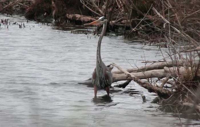 Lee's Park Picture 4