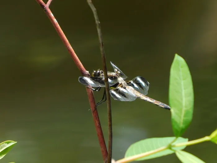 Northwoods Campground Picture 5