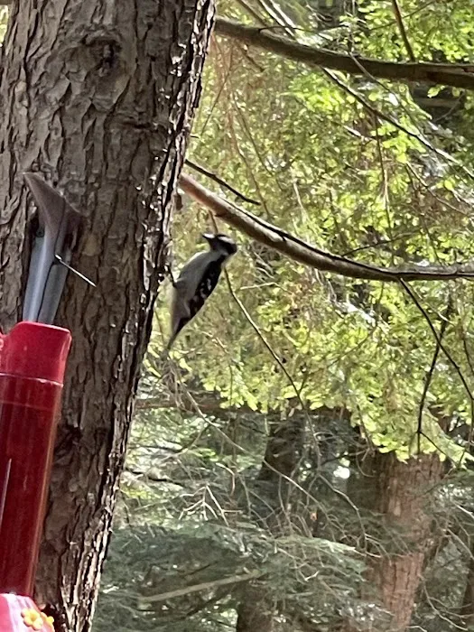 Whispering Pines Campsites & RV Park Picture 2