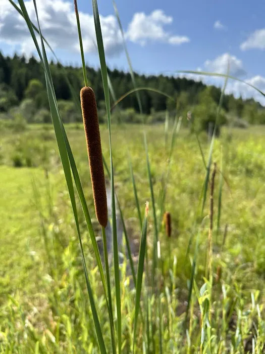 Moomin Valley Campground Picture 6