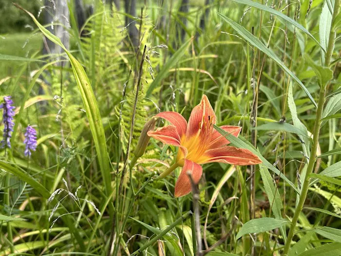 Moomin Valley Campground Picture 8