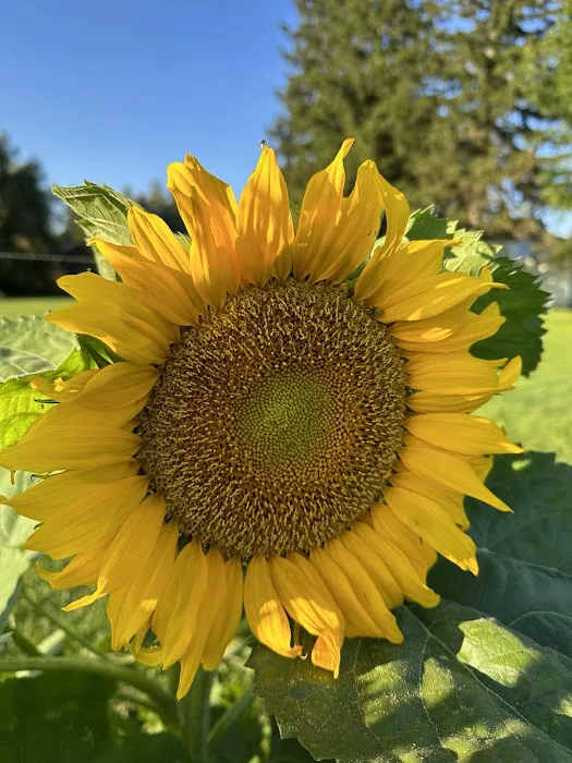 Moomin Valley Campground Picture 10