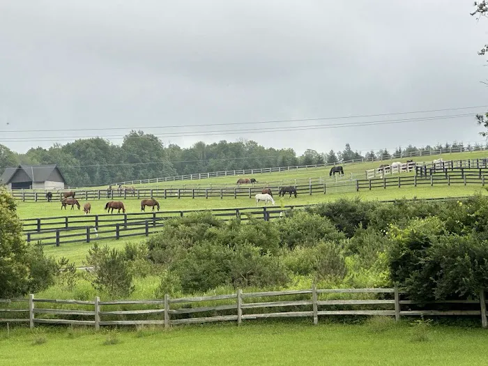 Moomin Valley Campground Picture 5