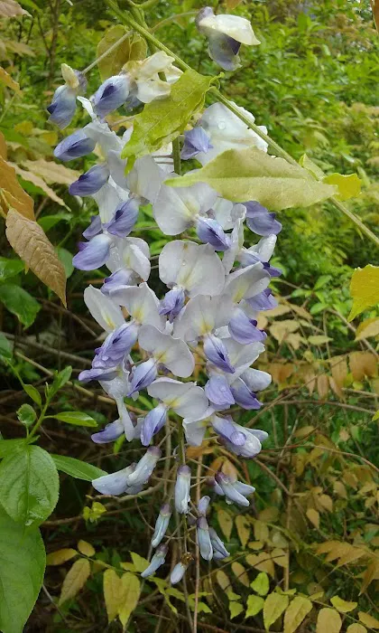 Hookie's Grove Picture 4