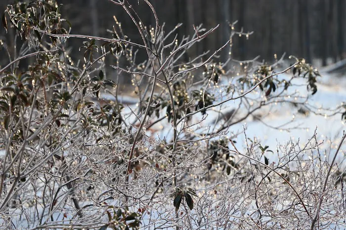 Weiser State Forest Greenland Tract Picture 2