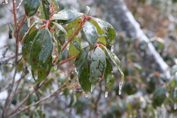 Weiser State Forest Greenland Tract Picture 1