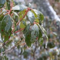 Weiser State Forest Greenland Tract ico