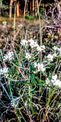 Weiser State Forest Greenland Tract Picture 4