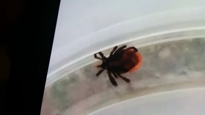 Pillow Campground Picture 7