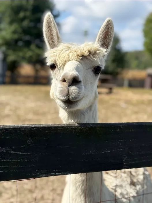 Cowtown Cabins Picture 4