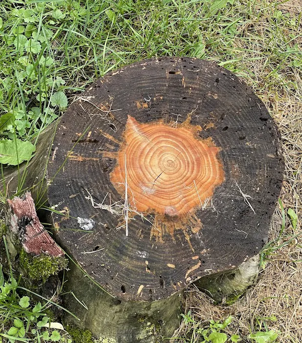 Yellow Lantern Kamp Grounds Picture 8