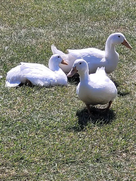 Spruce Row Campground Picture 2