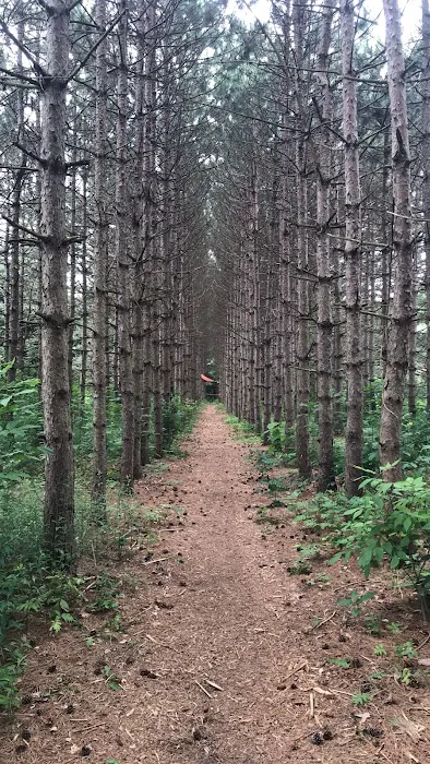 Camp SkyTent Picture 6