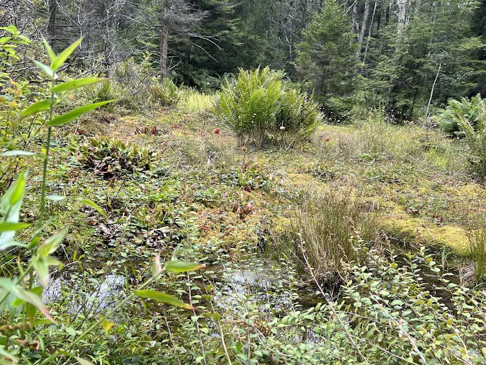 Loyalsock State Forest campsite #360 Picture 10