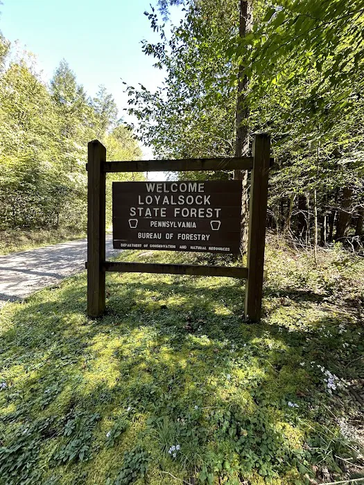 Loyalsock State Forest campsite #360 Picture 7