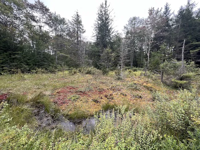 Loyalsock State Forest campsite #360 Picture 5