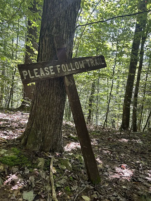 Loyalsock State Forest campsite #360 Picture 8