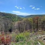 Loyalsock State Forest campsite #360