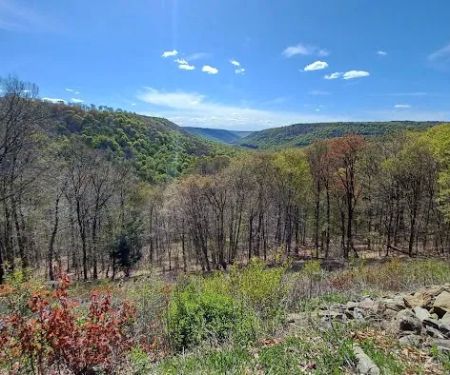 Loyalsock State Forest campsite #360
