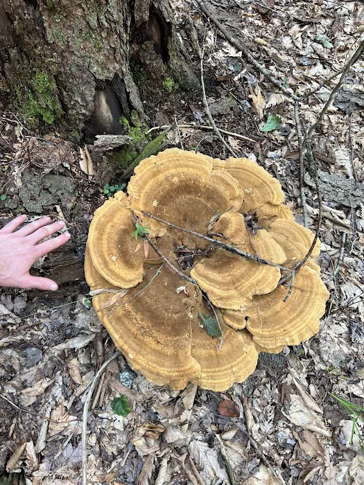 Loyalsock State Forest campsite #360 Picture 3