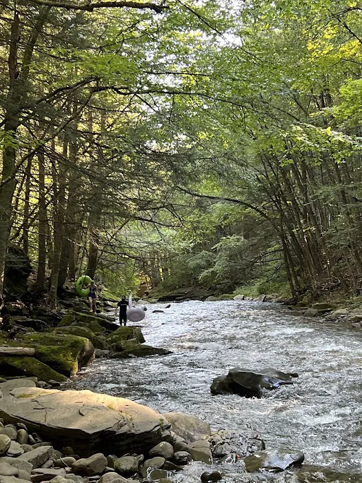 Loyalsock State Forest campsite #360 Picture 9