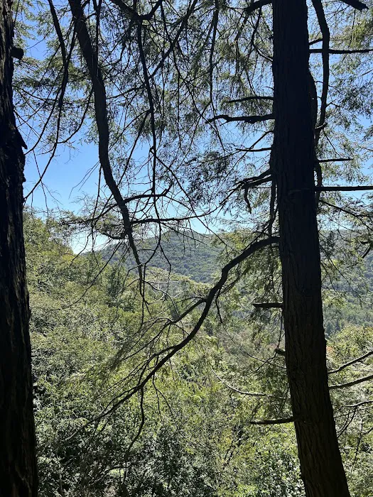Loyalsock State Forest campsite #360 Picture 6