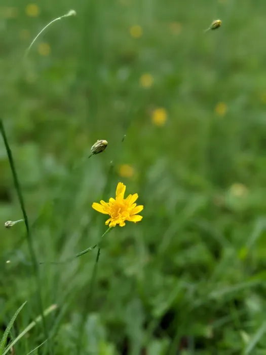 County Bridge Campground Picture 5