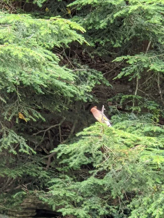 County Bridge Campground Picture 9