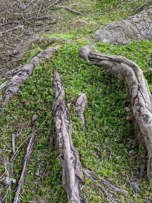 County Bridge Campground Picture 1