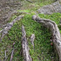 County Bridge Campground ico